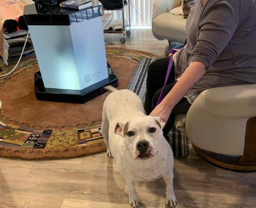 Holistic Pet Therapy
